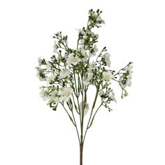 Egynyári fátyolvirág - Fehér - 42 cm