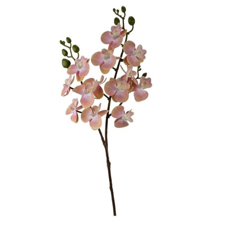 Szálas phalenopsis midi B - Cirmos barack - 58 cm