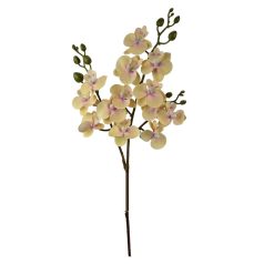 Szálas phalenopsis midi B - Krém -.58 cm