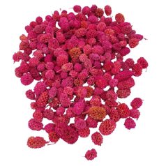 Casuarina termés - Pink - 11,5 dkg/csomag 