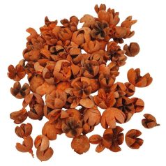 Tulipán termés - Chiruni Pod - Narancs - 10 dkg/csomag
