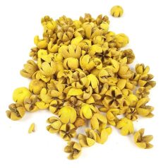 Tulipán termés - Chiruni Pod - Sárga - 13 dkg/csomag