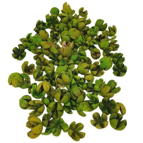Tulipán termés - Chiruni Pod - Zöld - 10 dkg/csomag