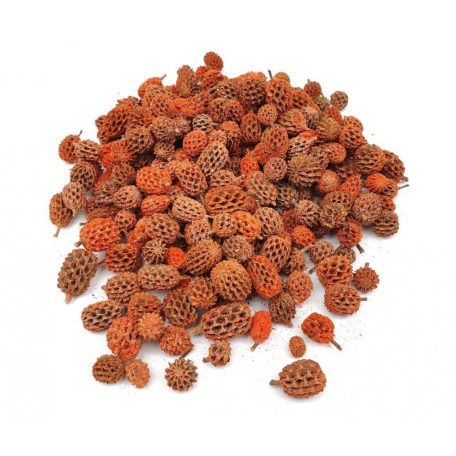 Casuarina termés - Narancs - 15 kg/csomag