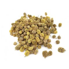  Casuarina termés - Antik sárga - 15 dkg/csomag