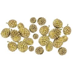 Casuarina termés - Sárga - 15 dkg/csomag