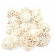  Shola Belly White - 8 cm-es virágok - 12 db/csomag