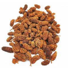 Birch Pine termés - Narancs - 10 dkg/csomag