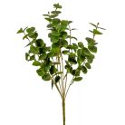 Eukaliptusz bokor - 7 ágú - Zöld - 46 cm