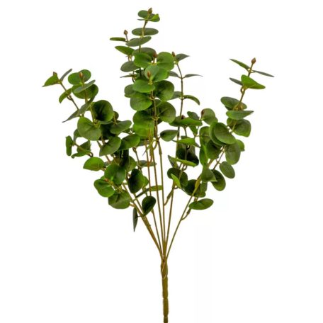 Eukaliptusz bokor - 7 ágú - Zöld - 46 cm