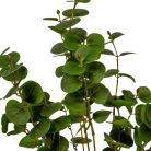 Eukaliptusz bokor - 7 ágú - Zöld - 46 cm