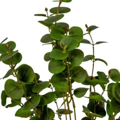 Eukaliptusz bokor - 7 ágú - Zöld - 46 cm