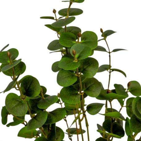 Eukaliptusz bokor - 7 ágú - Zöld - 46 cm