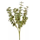 Eukaliptusz bokor - 7 ágú - Világoszöld - 46 cm