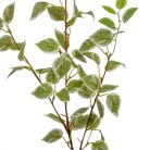 Fikusz ág - 90 cm
