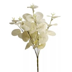 Eukaliptusz bokor - 5 ágú - Fehér - 34 cm