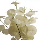 Eukaliptusz bokor - 5 ágú - Fehér - 34 cm