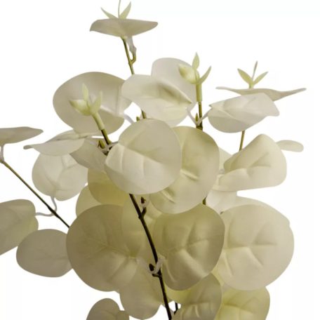 Eukaliptusz bokor - 5 ágú - Fehér - 34 cm