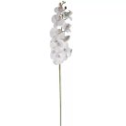 Orhidea szálas - Krém - 105 cm