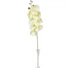 Orchidea szálas hamvas - Krém - 90 cm