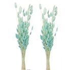 Lagurusz szárított - Menta - 60 cm - 50 gr