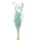 Lagurusz szárított - Menta - 60 cm - 50 gr