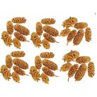 Birch pine termés - Arany 2. - 15 dkg/csomag