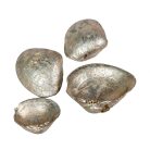 Kagyló dekoráció - Pezsgő - 10 dkg/csomag 