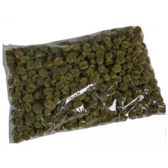 Casuarina termés - Zöld - 25 dkg/csomag 