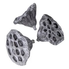 Lótusz termés - Ezüst - 4-5 cm - 10 db/csomag