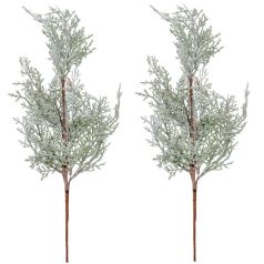 Tuja ág havas - 60 cm